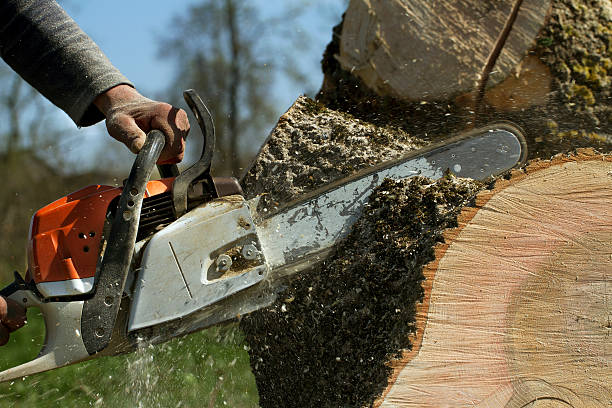  Robbins, NC Tree Service Pros